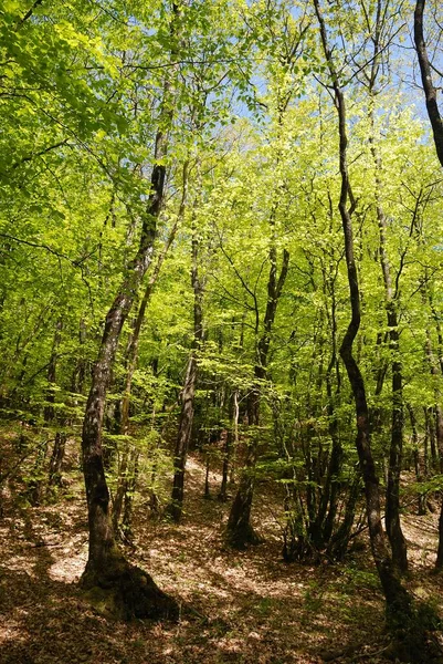 Hayas Bosque Bretaña — Foto de Stock
