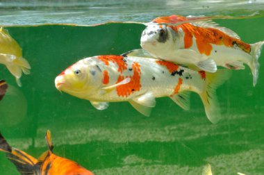 Gölde sazan balığı.