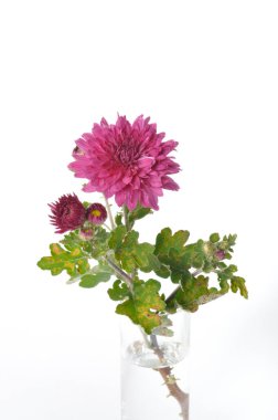 Beyaz arkaplanda pembe kasımpatı