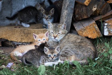 Sokak kedileri ailesinin uyku