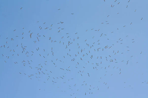 Gaivotas de cabeça preta voando contra o céu — Fotografia de Stock