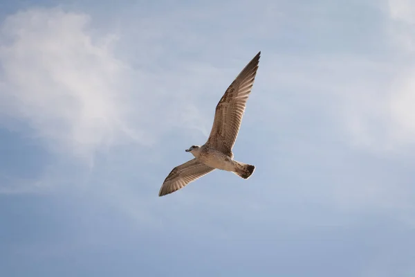 Gaivota Hering voando contra o céu azul . — Fotografia de Stock