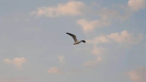 Gaivota voando contra o céu azul . — Fotografia de Stock