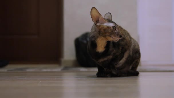 Cornish Rex se sienta y gira su cara — Vídeo de stock