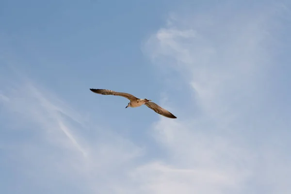 Hering gabbiano che vola contro il cielo blu . — Foto Stock