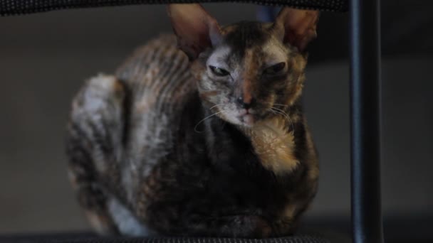 Malticolored Cat Корніш Рекс сидить назад і перетворює його обличчя — стокове відео
