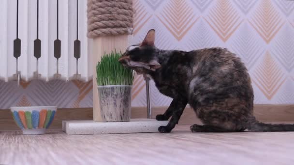 Culoare Cornish Rex pisica stă și mănâncă iarbă tânără — Videoclip de stoc