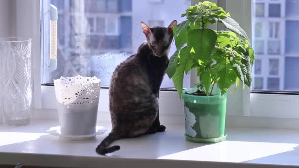 Maltikolorowy kot Cornish Rex siedzi na oknie — Wideo stockowe