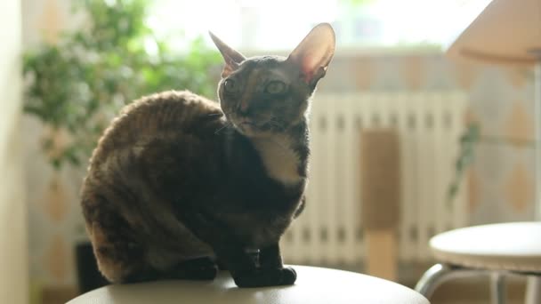 Cornish Rex kat zittend op kruk — Stockvideo