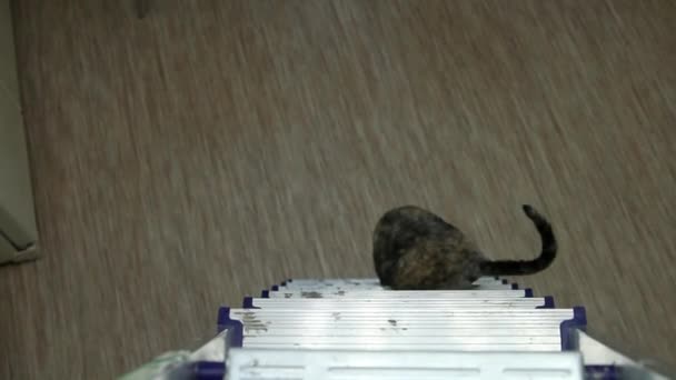 Cat Cornish Rex sétál fel és le a lépcsőn — Stock videók