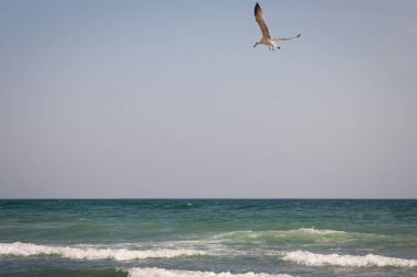 Sunset martılar deniz panoramasını kuşlar