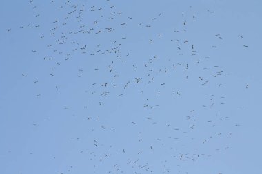 gökyüzü uçan Karabaş martı