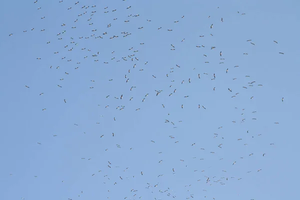 Gaviotas voladoras de cabeza negra contra el cielo — Foto de Stock