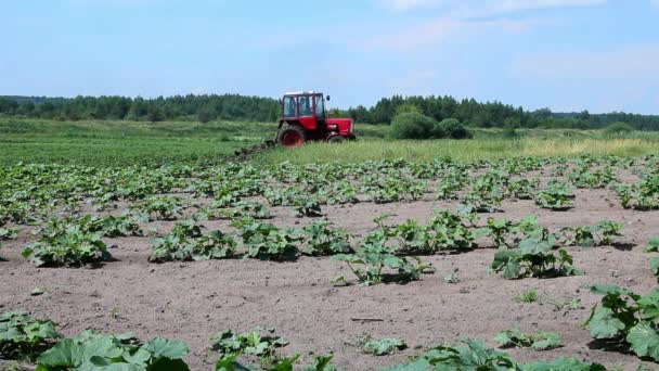 Oude rode tractor ploegen de tuin — Stockvideo