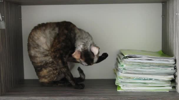 Gato colorido Cornish Rex em uma caixa — Vídeo de Stock