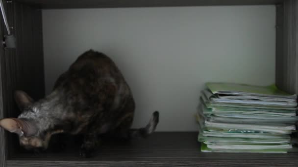 Gekleurde kat Cornish Rex in een doos — Stockvideo