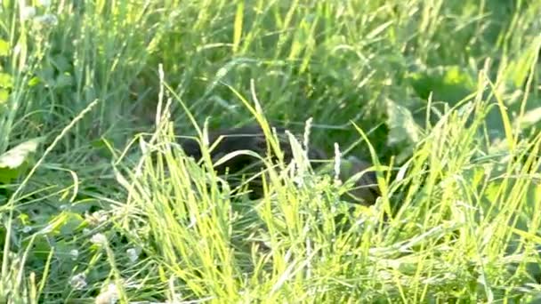 Kachny mezi vysokou zelenou trávou — Stock video