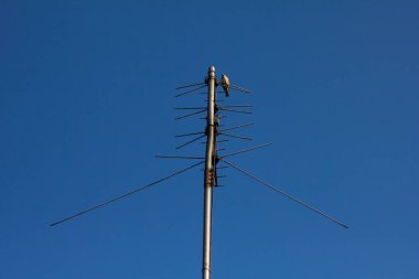 Sparrow bir gökyüzü karşı anten üzerinde oturur