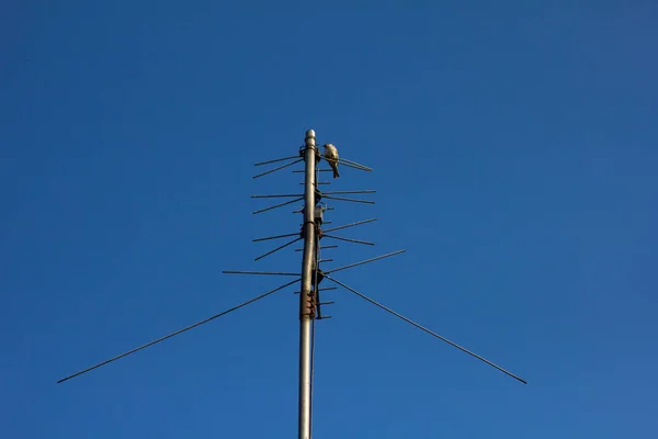 Sparrow est assis sur l'antenne contre un ciel — Photo