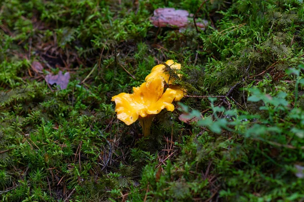 坎塔雷鲁斯西巴里乌斯食用蘑菇特写拍摄. — 图库照片