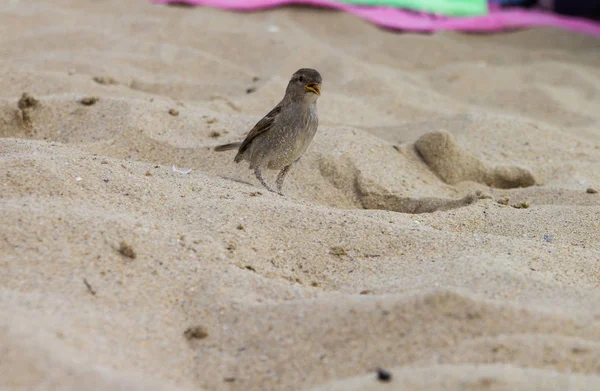 Passero singolo, in cerca di cibo sulla spiaggia — Foto Stock