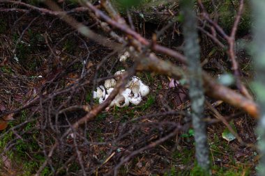 Yenik kuş yumurtası. Parçalanmış yeşil bir kuş yumurtası. Çatlamış kuş yumurtası