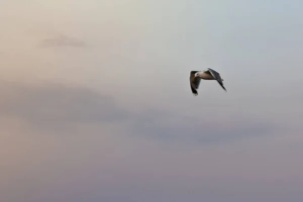 Hering gabbiano che vola contro il cielo blu . — Foto Stock