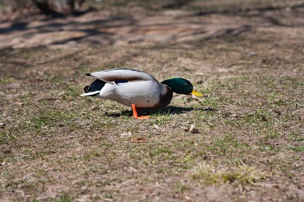 Retrato de um pato assobiando barriga preta sentado no chão . — Fotografia de Stock