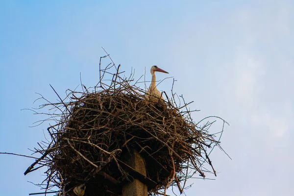 Cicogna grande su un nido contro il cielo blu. — Foto Stock
