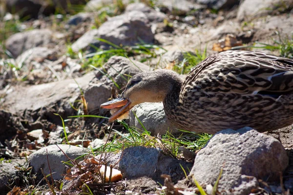 Graue Ente wandert auf den Felsen — Stockfoto