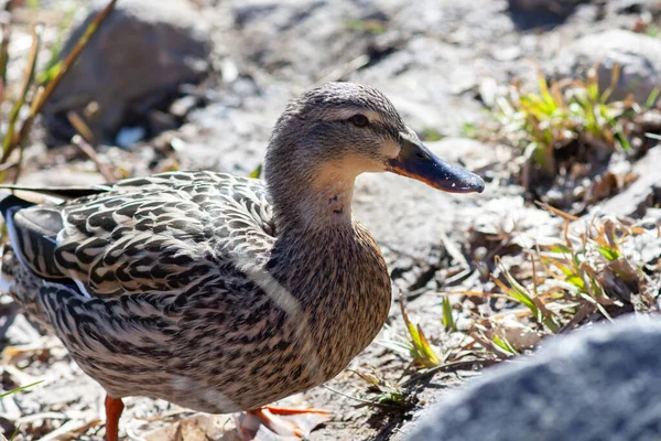 Graue Ente wandert auf den Felsen — Stockfoto