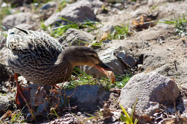 Canard gris marche sur les rochers — Photo