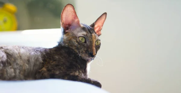 Corish Rex cat closeup photo — стокове фото