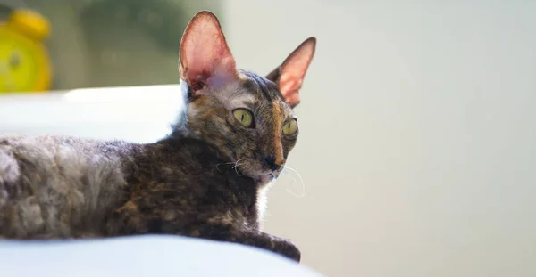 Cornish Rex macska közelkép — Stock Fotó