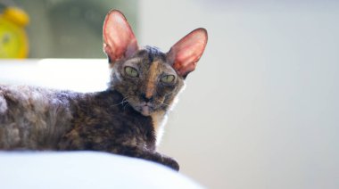 Cornish Rex kedisinin yakın plan fotoğrafı. Kedi doğrudan kameraya bakar..