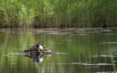 Büyük Tepeli Grebe, Podiceps cristatus, yuva, Kalmar, İsveç