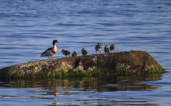 Ortak shelduck, Tadorna tadorna ve ördek yavruları, Telleborg, İsveç — Stok fotoğraf
