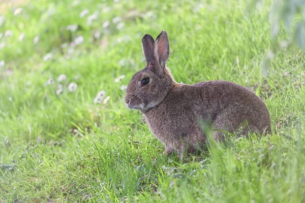 Lindo conejo salvaje en el parque de Brujas, Bélgica —  Fotos de Stock