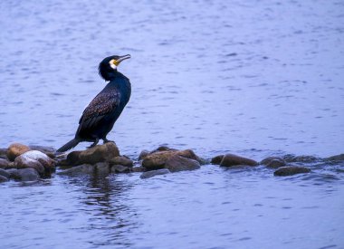 Erkek Mat Siyah Karabatak, Phalacrocorax auritus, bir taş üzerinde, Hambourg, Almanya