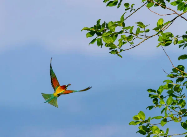 European bee-eater, merops apiaster, bird flight — Stock Photo, Image