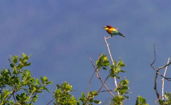 European bee-eater, merops apiaster, bird — Stock Photo, Image