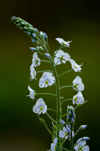 Gentian speedwell, Veronica gentianoides квітка — стокове фото