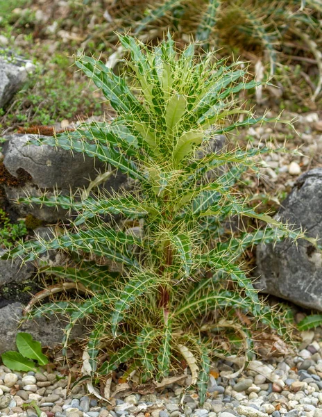 Anarrhinum corsicum flower plant on the ground — Stock Photo, Image