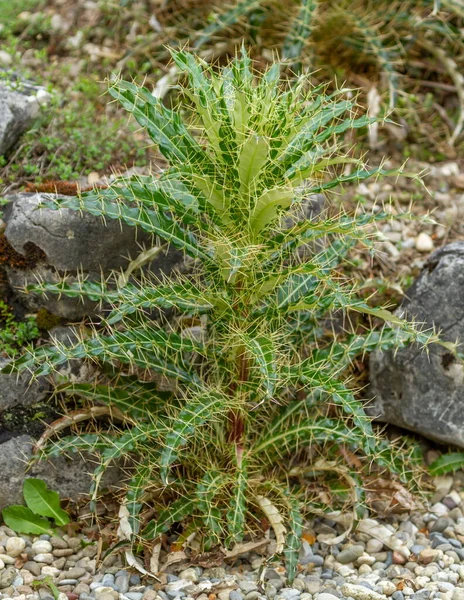 Anarrhinum corsicum flor planta no chão — Fotografia de Stock