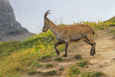 Dişi yaban alp, kapra dağ keçisi veya steinbock.