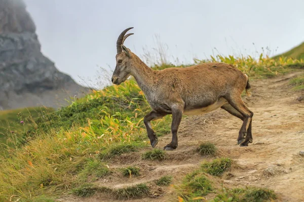 Alpino selvagem fêmea, capra ibex ou steinbock — Fotografia de Stock