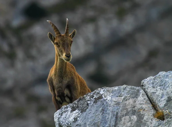 Hembra salvaje alpina, capra ibex, o steinbock —  Fotos de Stock