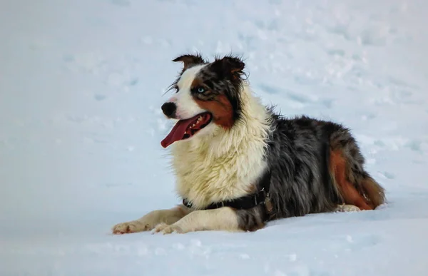 Peaceful australian shepherd dog in the snow — Stock Photo, Image