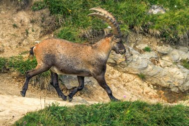 Erkek vahşi alp, kapra dağ keçisi veya steinbock.