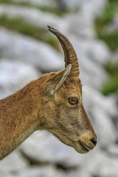 Samice divoké alpské, capra kozorožec, nebo steinbock portrét — Stock fotografie